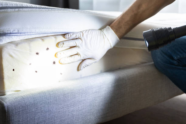 Best Ant Control Services  in Harbor Hills, OH